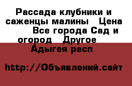 Рассада клубники и саженцы малины › Цена ­ 10 - Все города Сад и огород » Другое   . Адыгея респ.